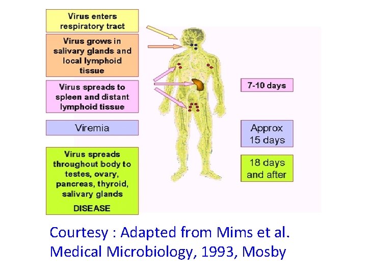 Courtesy : Adapted from Mims et al. Medical Microbiology, 1993, Mosby 