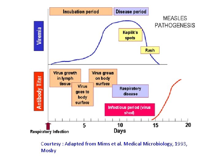 Courtesy : Adapted from Mims et al. Medical Microbiology, 1993, Mosby 