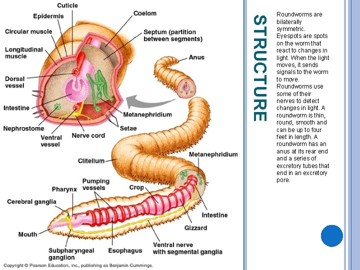 STRUCTURE Roundworms are bilaterally symmetric. Eyespots are spots on the worm that react to