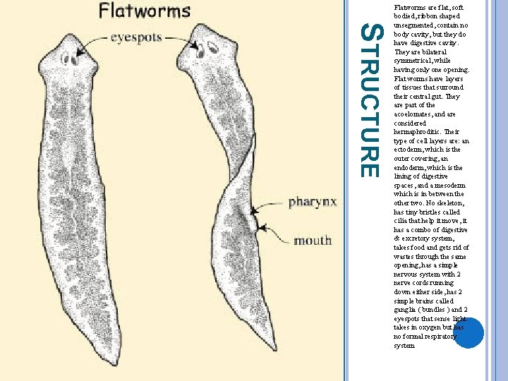 STRUCTURE Flatworms are flat, soft bodied, ribbon shaped unsegmented, contain no body cavity, but