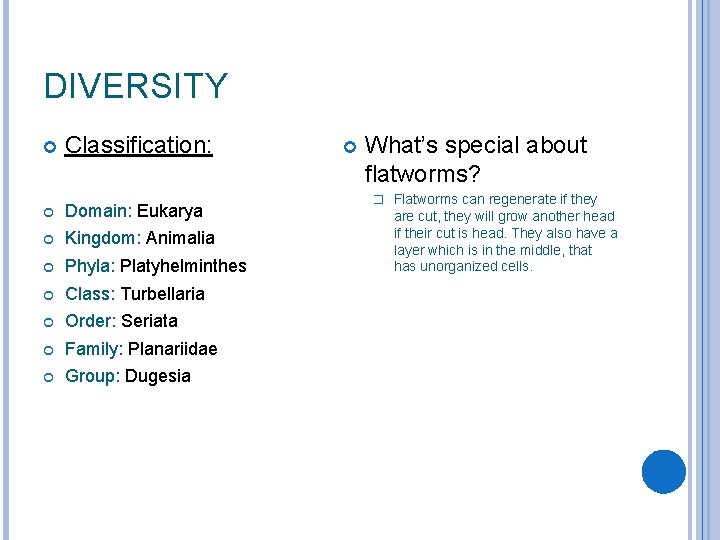 DIVERSITY Classification: Domain: Eukarya Kingdom: Animalia Phyla: Platyhelminthes Class: Turbellaria Order: Seriata Family: Planariidae