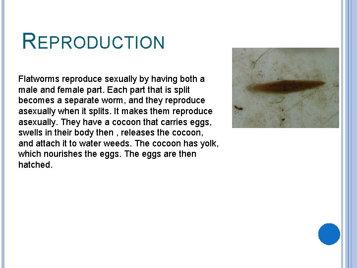 REPRODUCTION Flatworms reproduce sexually by having both a male and female part. Each part