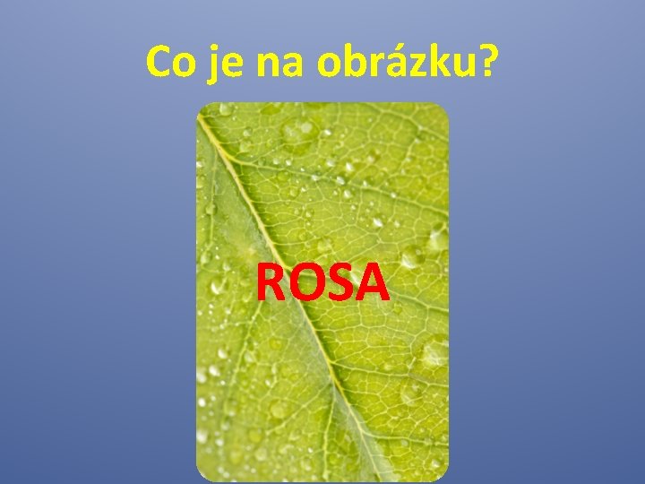 Co je na obrázku? ROSA 