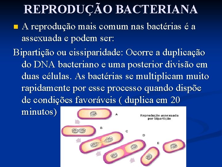 REPRODUÇÃO BACTERIANA A reprodução mais comum nas bactérias é a assexuada e podem ser: