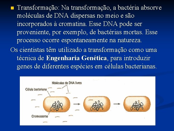 Transformação: Na transformação, a bactéria absorve moléculas de DNA dispersas no meio e são