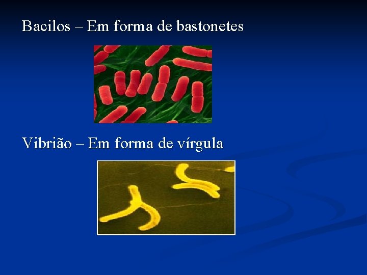 Bacilos – Em forma de bastonetes Vibrião – Em forma de vírgula 