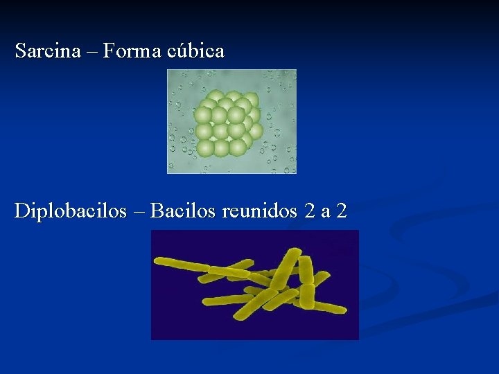 Sarcina – Forma cúbica Diplobacilos – Bacilos reunidos 2 a 2 