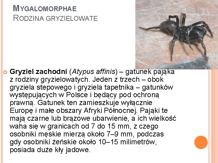 MYGALOMORPHAE RODZINA GRYZIELOWATE Gryziel zachodni (Atypus affinis) – gatunek pająka z rodziny gryzielowatych. Jeden