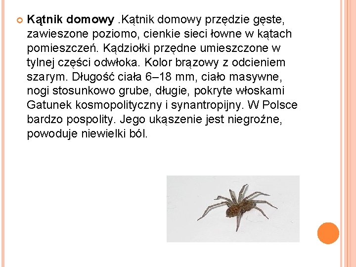  Kątnik domowy przędzie gęste, zawieszone poziomo, cienkie sieci łowne w kątach pomieszczeń. Kądziołki