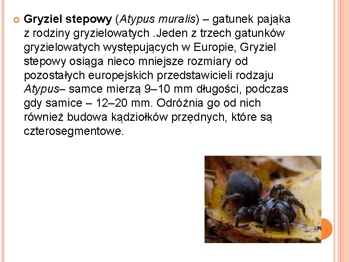  Gryziel stepowy (Atypus muralis) – gatunek pająka z rodziny gryzielowatych. Jeden z trzech