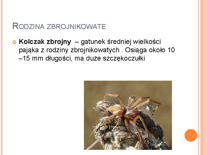 RODZINA ZBROJNIKOWATE Kolczak zbrojny – gatunek średniej wielkości pająka z rodziny zbrojnikowatych. Osiąga około