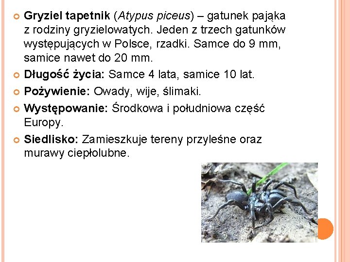 Gryziel tapetnik (Atypus piceus) – gatunek pająka z rodziny gryzielowatych. Jeden z trzech gatunków