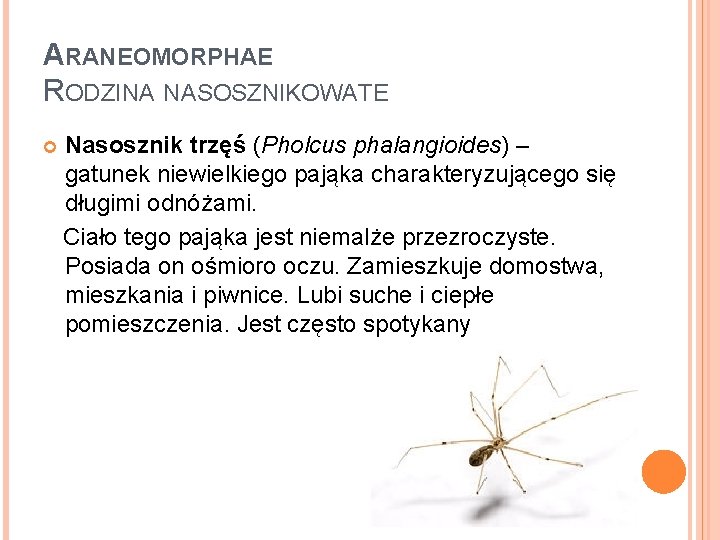 ARANEOMORPHAE RODZINA NASOSZNIKOWATE Nasosznik trzęś (Pholcus phalangioides) – gatunek niewielkiego pająka charakteryzującego się długimi