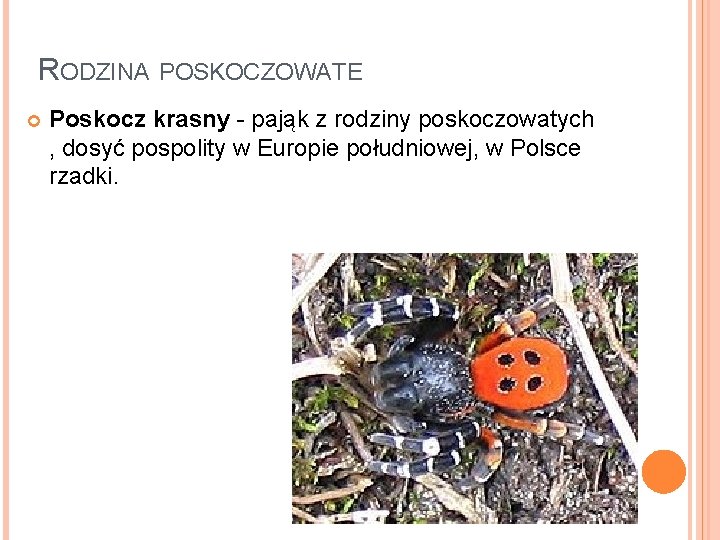 RODZINA POSKOCZOWATE Poskocz krasny - pająk z rodziny poskoczowatych , dosyć pospolity w Europie
