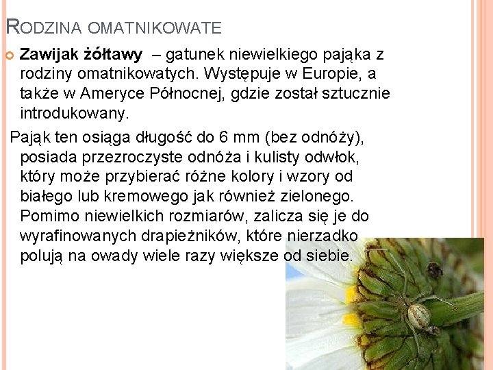 RODZINA OMATNIKOWATE Zawijak żółtawy – gatunek niewielkiego pająka z rodziny omatnikowatych. Występuje w Europie,