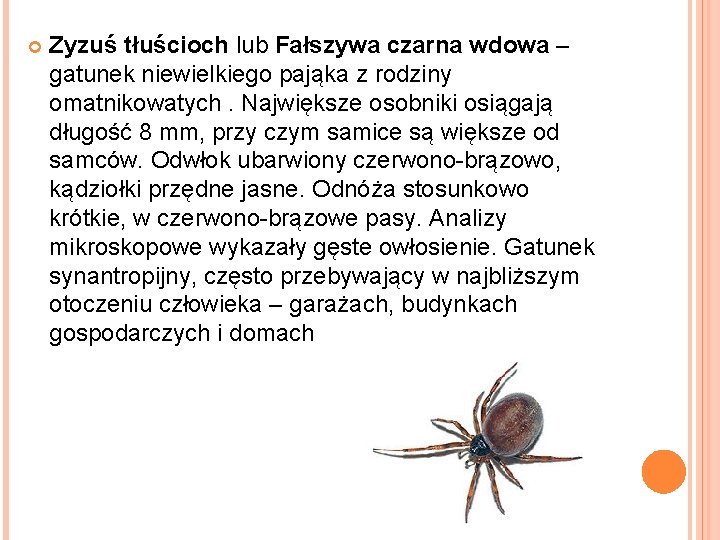  Zyzuś tłuścioch lub Fałszywa czarna wdowa – gatunek niewielkiego pająka z rodziny omatnikowatych.