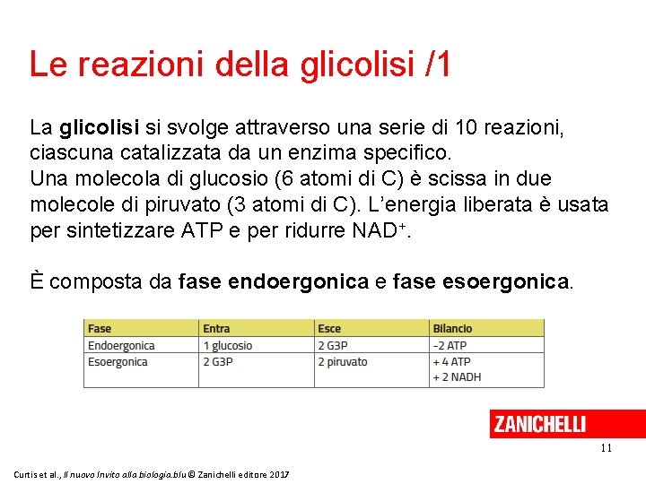 Le reazioni della glicolisi /1 La glicolisi si svolge attraverso una serie di 10