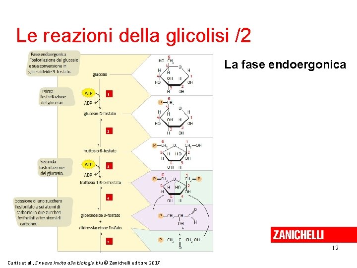 Le reazioni della glicolisi /2 La fase endoergonica 12 Curtis et al. , Il