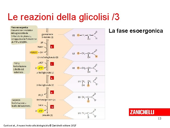 Le reazioni della glicolisi /3 La fase esoergonica 13 Curtis et al. , Il