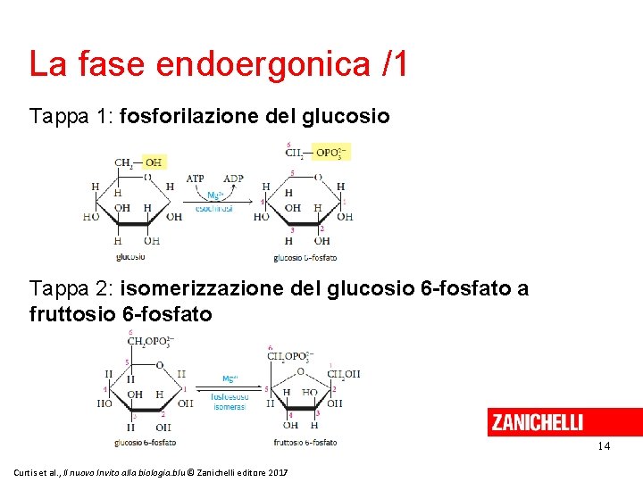 La fase endoergonica /1 Tappa 1: fosforilazione del glucosio Tappa 2: isomerizzazione del glucosio