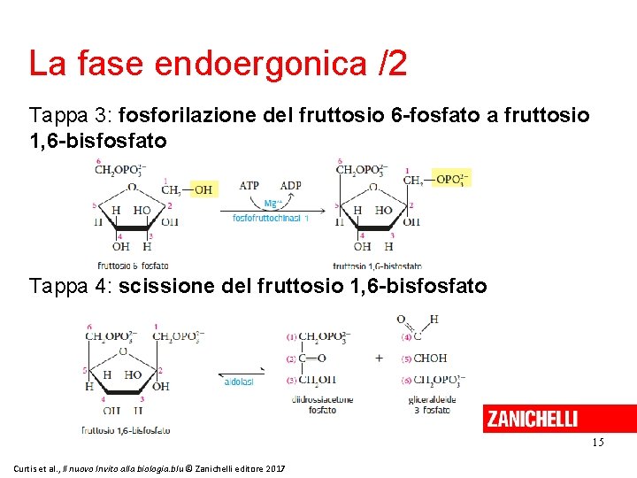 La fase endoergonica /2 Tappa 3: fosforilazione del fruttosio 6 -fosfato a fruttosio 1,