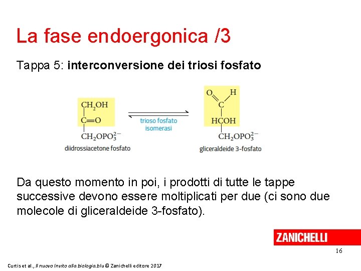 La fase endoergonica /3 Tappa 5: interconversione dei triosi fosfato Da questo momento in