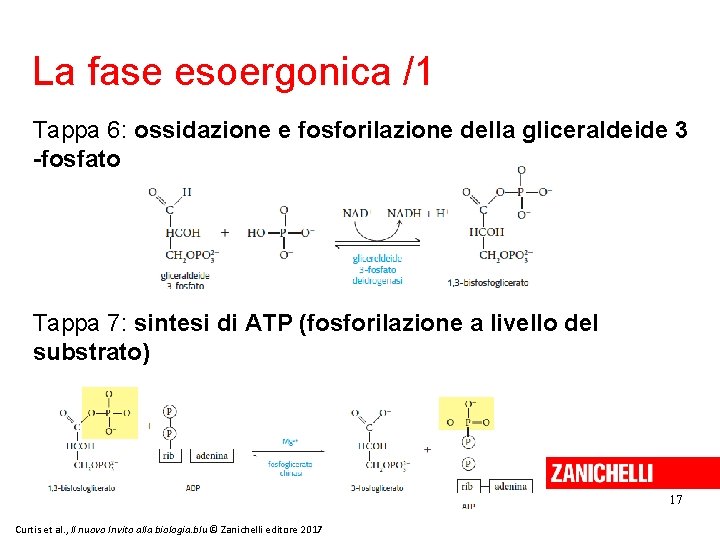 La fase esoergonica /1 Tappa 6: ossidazione e fosforilazione della gliceraldeide 3 -fosfato Tappa