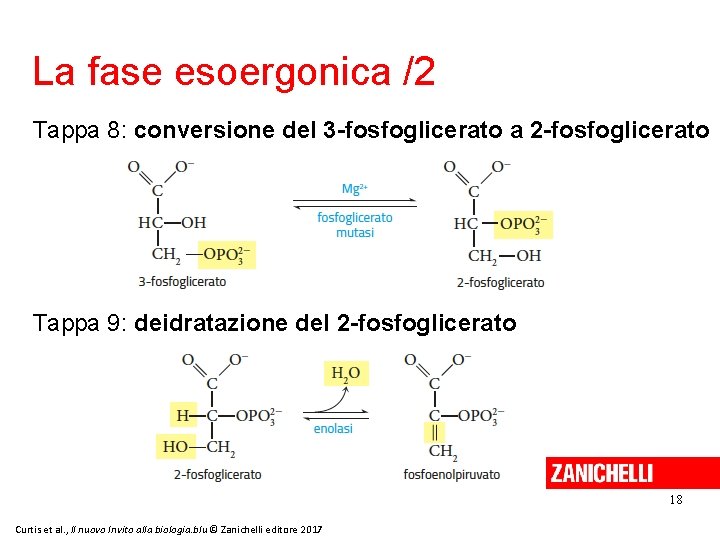 La fase esoergonica /2 Tappa 8: conversione del 3 -fosfoglicerato a 2 -fosfoglicerato Tappa
