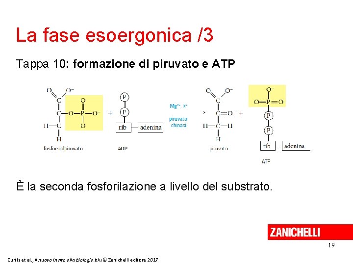 La fase esoergonica /3 Tappa 10: formazione di piruvato e ATP È la seconda