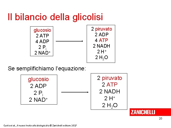 Il bilancio della glicolisi glucosio 2 ATP 4 ADP 2 Pi 2 NAD+ 2