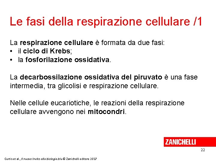 Le fasi della respirazione cellulare /1 La respirazione cellulare è formata da due fasi: