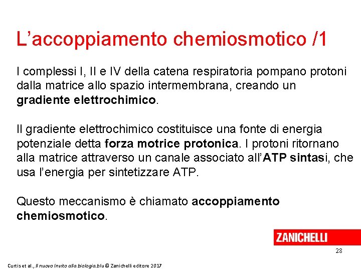 L’accoppiamento chemiosmotico /1 I complessi I, II e IV della catena respiratoria pompano protoni