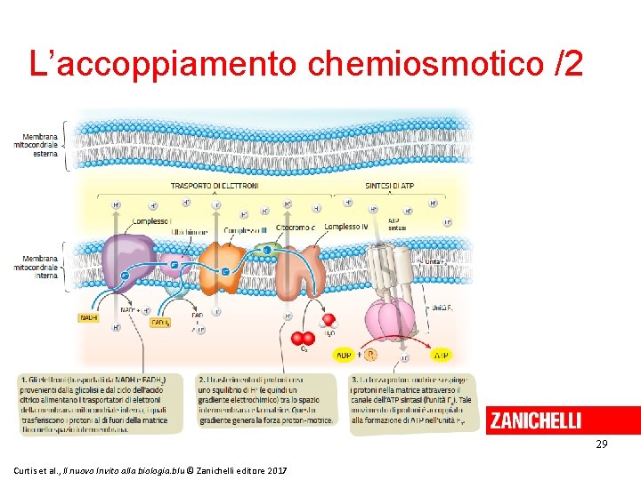 L’accoppiamento chemiosmotico /2 29 Curtis et al. , Il nuovo Invito alla biologia. blu