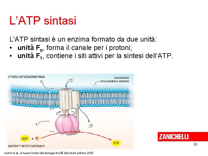 L’ATP sintasi è un enzima formato da due unità: • unità Fo, forma il