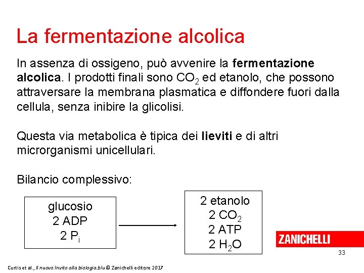 La fermentazione alcolica In assenza di ossigeno, può avvenire la fermentazione alcolica. I prodotti