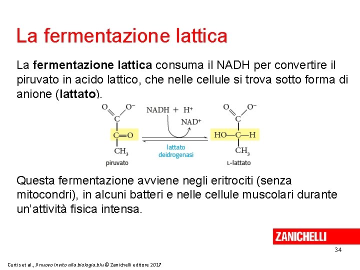 La fermentazione lattica consuma il NADH per convertire il piruvato in acido lattico, che