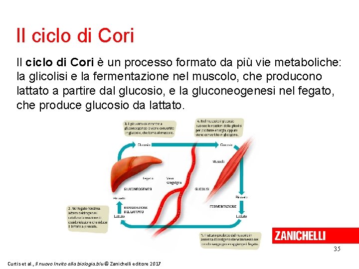 Il ciclo di Cori è un processo formato da più vie metaboliche: la glicolisi