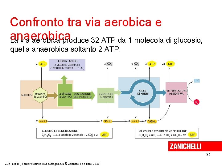 Confronto tra via aerobica e anaerobica La via aerobica produce 32 ATP da 1