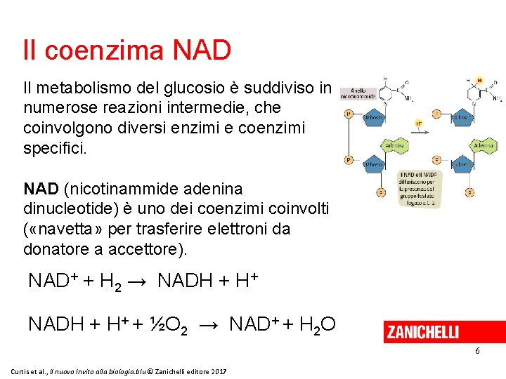 Il coenzima NAD Il metabolismo del glucosio è suddiviso in numerose reazioni intermedie, che