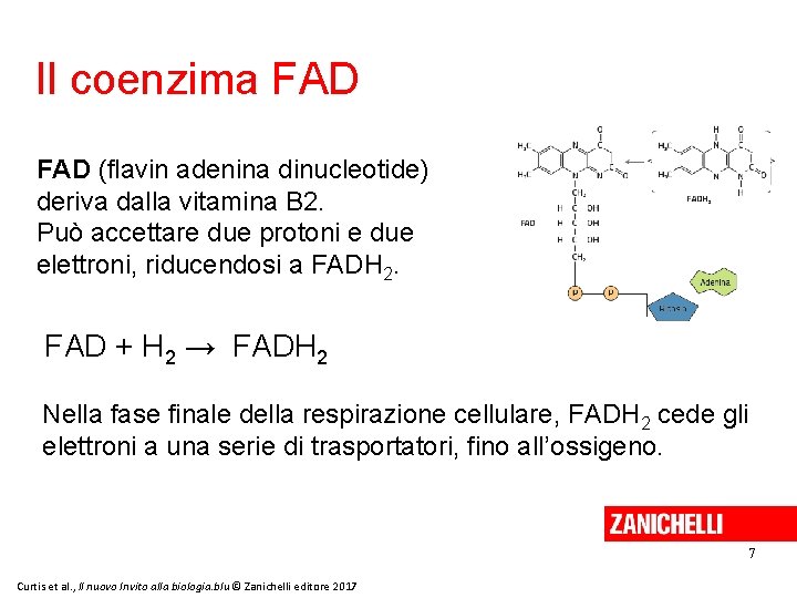 Il coenzima FAD (flavin adenina dinucleotide) deriva dalla vitamina B 2. Può accettare due