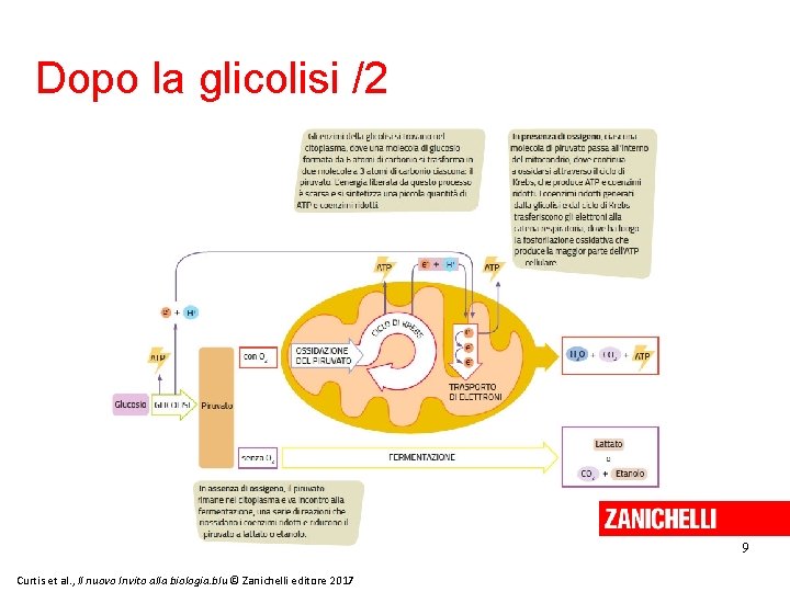 Dopo la glicolisi /2 9 Curtis et al. , Il nuovo Invito alla biologia.