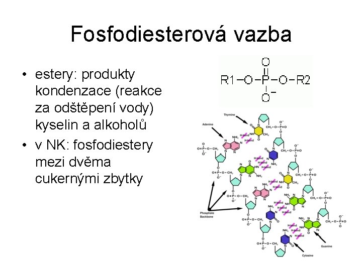 Fosfodiesterová vazba • estery: produkty kondenzace (reakce za odštěpení vody) kyselin a alkoholů •