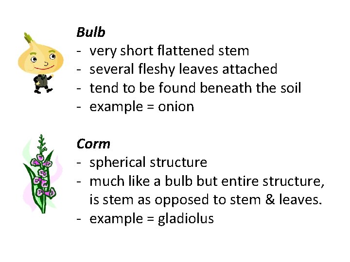 Bulb - very short flattened stem - several fleshy leaves attached - tend to Bulb - very short flattened stem - several fleshy leaves attached - tend to
