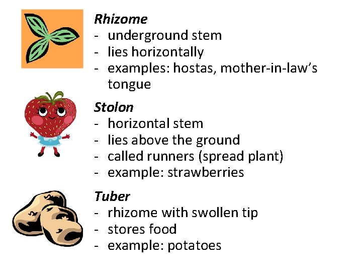 Rhizome - underground stem - lies horizontally - examples: hostas, mother-in-law’s tongue Stolon -