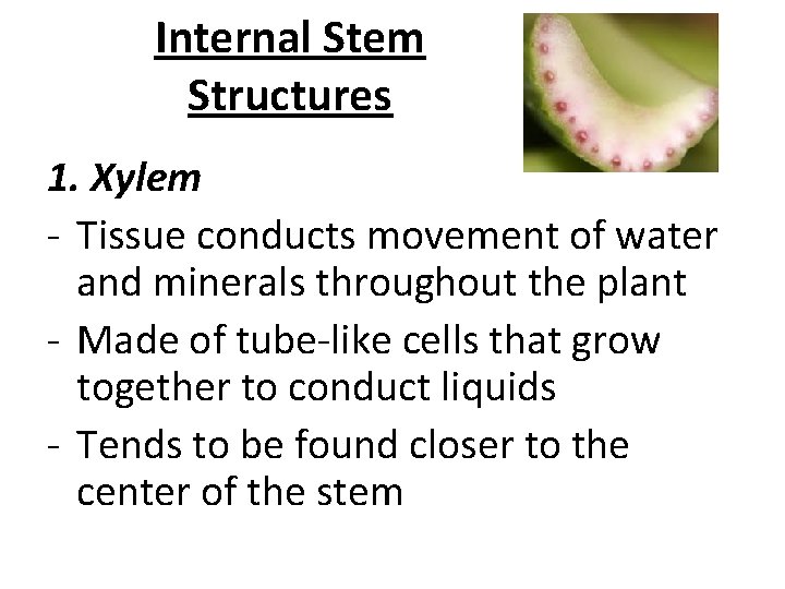 Internal Stem Structures 1. Xylem - Tissue conducts movement of water and minerals throughout Internal Stem Structures 1. Xylem - Tissue conducts movement of water and minerals throughout