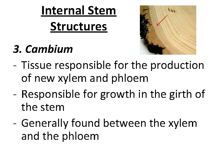 Internal Stem Structures 3. Cambium - Tissue responsible for the production of new xylem Internal Stem Structures 3. Cambium - Tissue responsible for the production of new xylem