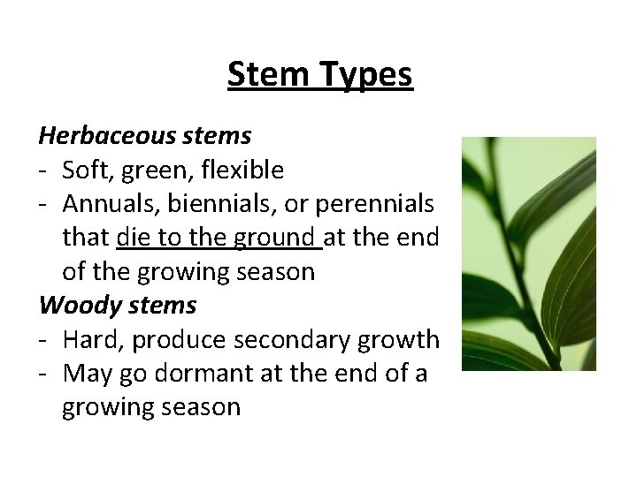 Stem Types Herbaceous stems - Soft, green, flexible - Annuals, biennials, or perennials that