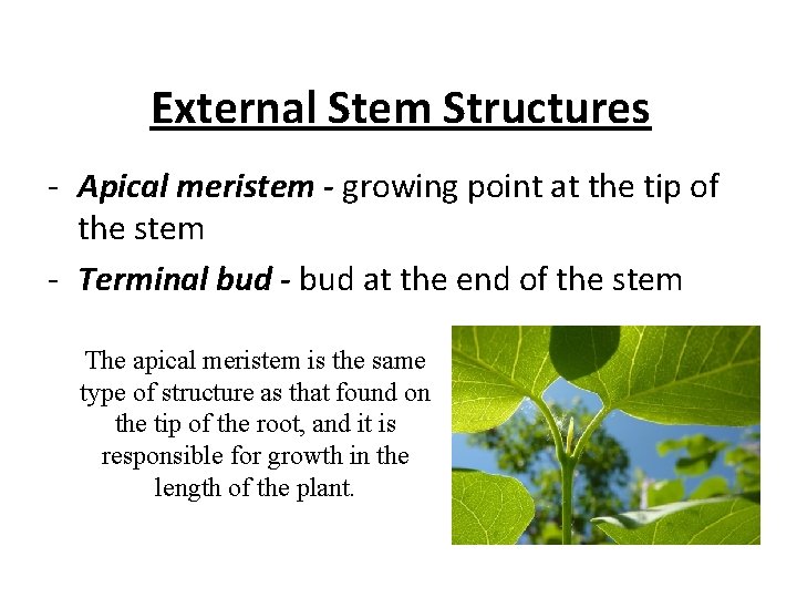 External Stem Structures - Apical meristem - growing point at the tip of the