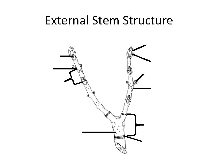 External Stem Structure External Stem Structure