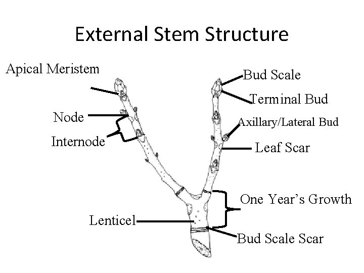 External Stem Structure Apical Meristem Bud Scale Terminal Bud Node Axillary/Lateral Bud Internode Leaf External Stem Structure Apical Meristem Bud Scale Terminal Bud Node Axillary/Lateral Bud Internode Leaf